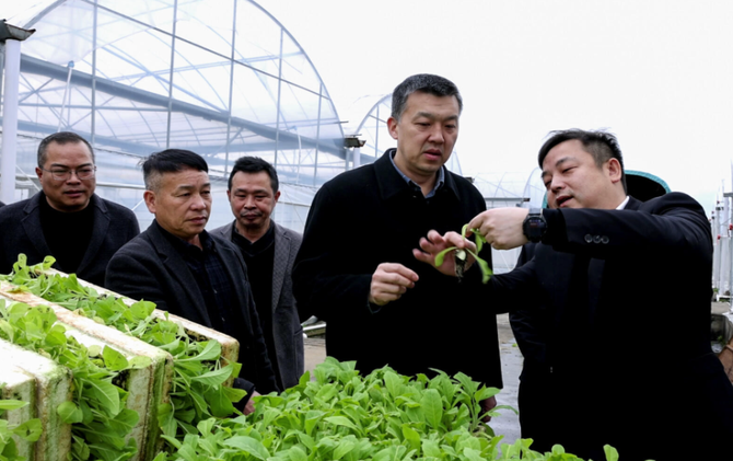 李群辉调研烤烟生产工作