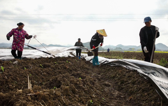 江永：烟稻轮作促增收 技术护航烤烟移栽