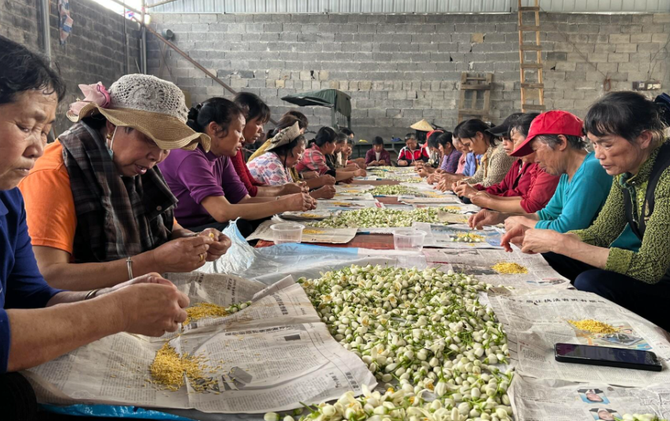 江永：香柚花开授粉忙 精细管护助振兴