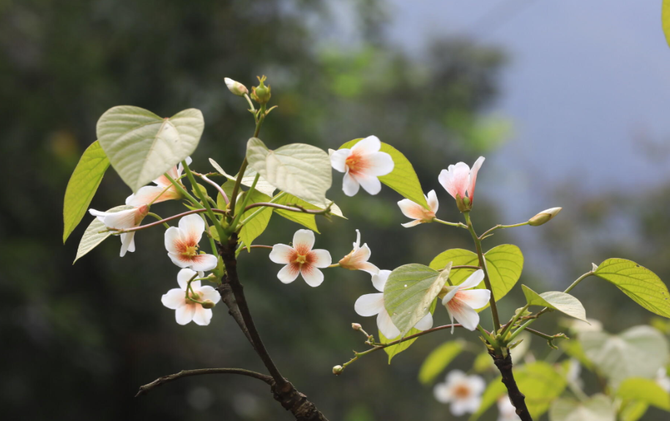 江永：山花烂漫染瑶乡
