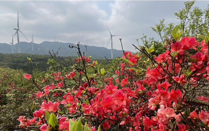 江永：高山风电伴花开 生态瑶乡景如画