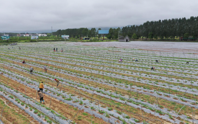 江永：抢抓农时忙管护 供港蔬菜长势旺