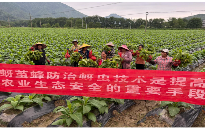 江永：“以虫治虫”护生态 烤烟提质促增收