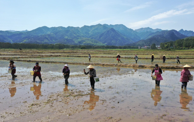 江永：人工抛秧显巧思 稻蹄轮种促增收