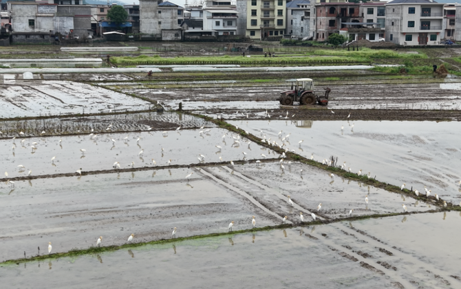 江永：机械翻耕忙春耕 鹭舞田园生态美