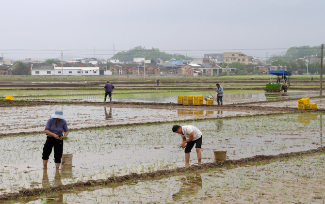 江永：闻“汛”而动 农技专家下沉一线保生产