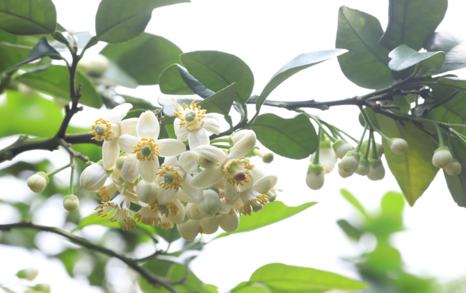 江永：柚花绽放香满岭