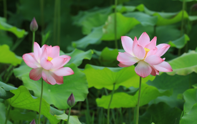 江永：荷花次第绽放 绘就和美乡村夏日画卷