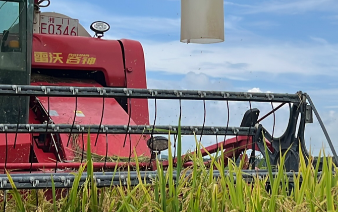 江永：稻浪飘香收割忙 科技赋能筑牢粮食丰产根基