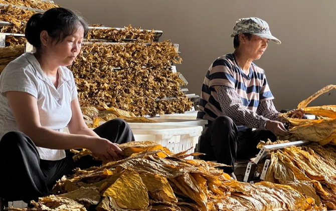 江永：烤烟进入烘烤旺季 机械化编烟助农减工增效