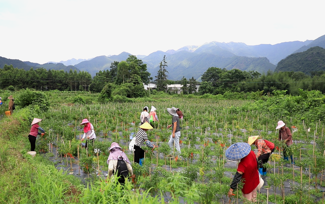 江永：百亩黄贡椒喜获丰收 特色产业铺就瑶民增收路
