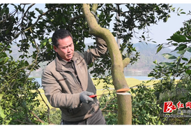 种好果 卖好价！隆家堡乡步云坪村红肉冰糖橙品改提速 