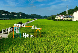 真美！步云坪村：锦江之畔稻浪翻滚