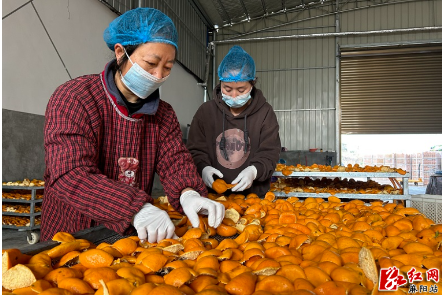 巖門鎮：柑橘初加工助農增收