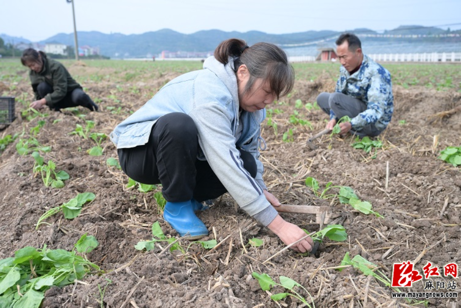 锦江之畔绘“丰”景：麻阳步云坪村抢抓农时栽植油菜花海
