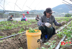 麻阳草莓“甜蜜基地”富了老板 乐了村民 甜了游客 