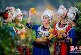 官宣！11月23日麻阳冰糖橙采摘季启幕，邀您共赴甜蜜盛宴