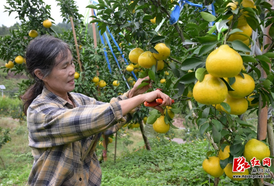 李二妹深耕 “阳光一号”，带火麻阳苗乡新产业