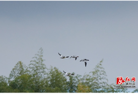 “鸟中大熊猫”中华秋沙鸭提早造访 麻阳生态获濒危物种青睐