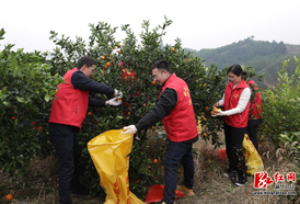 青春助农解民忧 乡村振兴橙意浓——团省委乡村振兴工作队联合多部门开展助农采摘活动