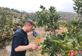党群同心齐上阵 柑橘园里志愿红——岩门镇组织党员干部助农抢收