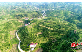 【身边的榜样】雷定水：丹心铸就青山梦 铁臂拓开橙业路