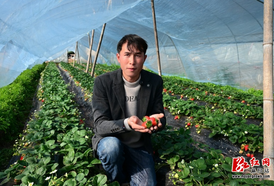 麻阳：草莓丰收满园香  “甜蜜”产业促增收