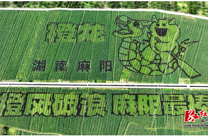 橙龙破浪，麻阳最棒！千亩花海书写苗乡浪漫