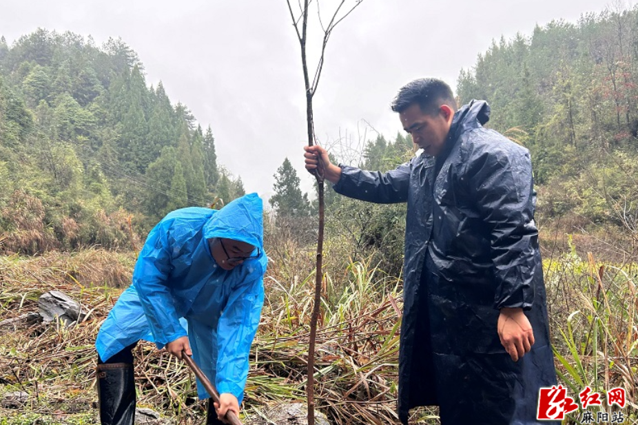 板栗树乡：细雨润沃土 新苗妆绿野