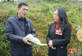 全国人大代表龙荣回乡宣讲两会精神 赋能麻阳柑橘产业提质增效