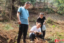 大桥江乡：新农人返乡筑梦4000亩天麻基地 让 “深山闲地”变身“致富宝地”