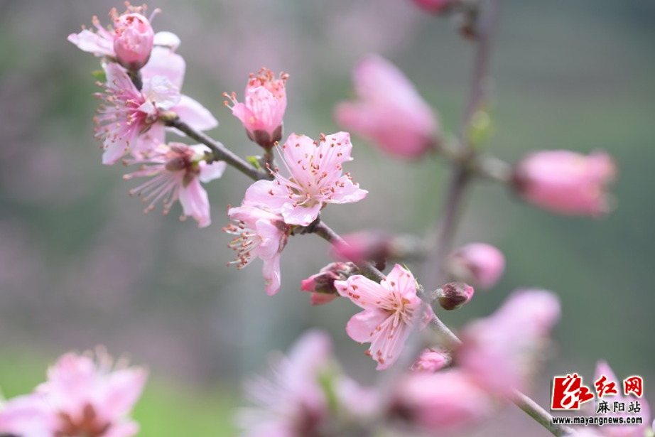 雨停花开！麻阳这片桃花海，美成了春天最治愈的模样