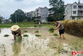 自发下田忙夏插 田间助农暖民心