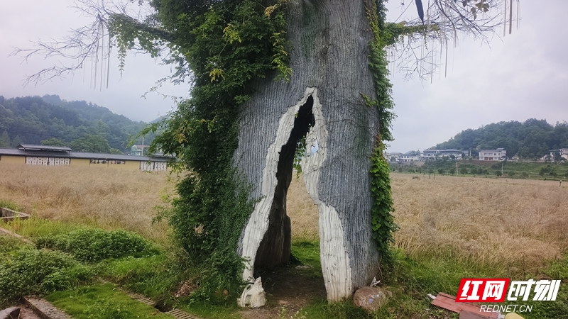 微信图片_20260605150441_2172_220.jpg