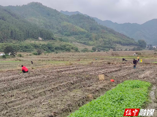 黄土矿镇：冬闲人不闲  油菜种植掀热潮