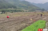 黄土矿镇：冬闲人不闲  油菜种植掀热潮