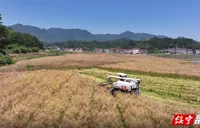 绥宁：万亩油菜开镰 机械化收割跑出“加速度”