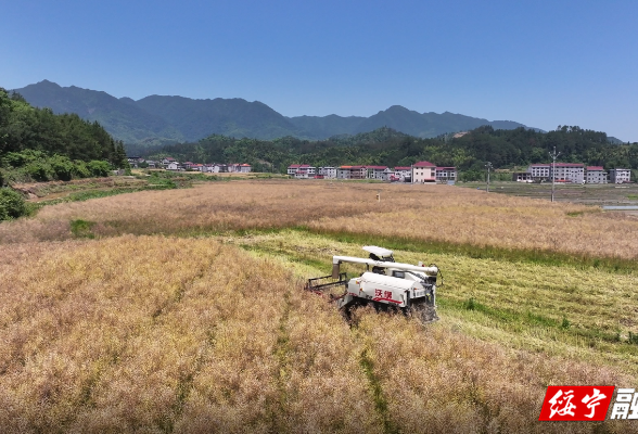 绥宁：万亩油菜开镰 机械化收割跑出“加速度”