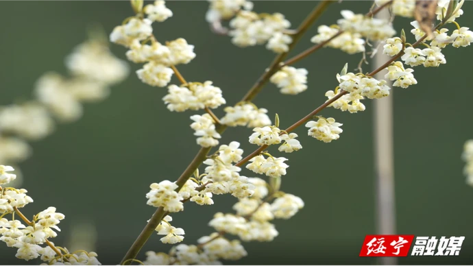 春天里的大美绥宁⑦丨山胡椒花开漫山金 花团锦簇春意浓