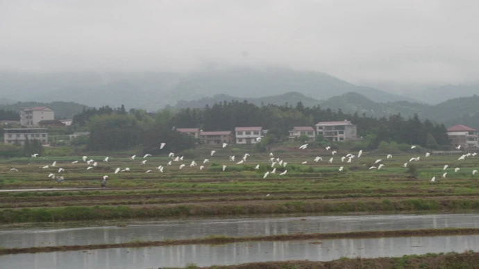 白鹭翩翩舞田间 美丽乡村入画来