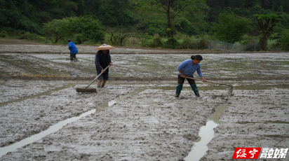 绥宁县：不负好春光 村民育秧忙
