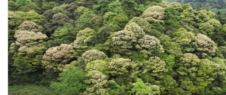 椎树花开春意浓 生态山村焕新颜