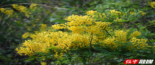 云实花开点亮乡村春色