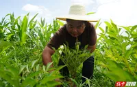 绥宁县：特色产业富村民  乡村振兴添动能