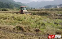 黄土矿镇：做好秸杆综合利用文章 助力乡村振兴产业发展