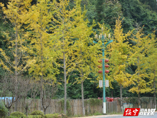 绥宁：银杏“披金”满街 山城尽染浪漫色