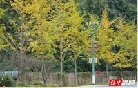 绥宁：银杏“披金”满街 山城尽染浪漫色