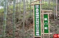 绥宁县如火如荼开展楠竹丰产培育  夯实竹产业发展根基