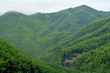 绥宁：一根翠竹链全球，特色产业富苗乡