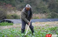 油菜中耕保墒促丰收